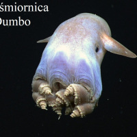 Dumbo-hires_cropped