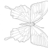 Motyl-Ulisses-z-rodziny-paziowatych-Kolorowanka